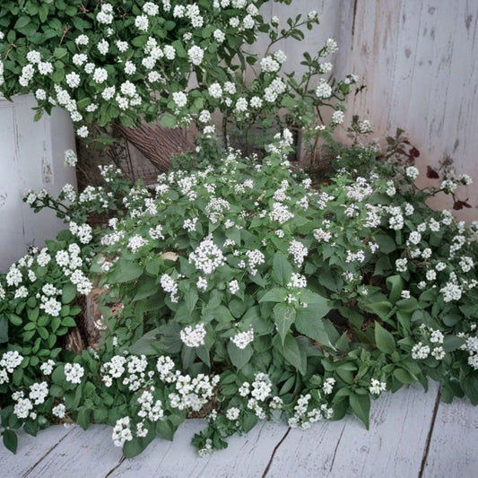 White Snakeroot Live Plug Seedlings | Set of 4 | Ageratina altissima | Native Perennial | Shade Garden Friendly
