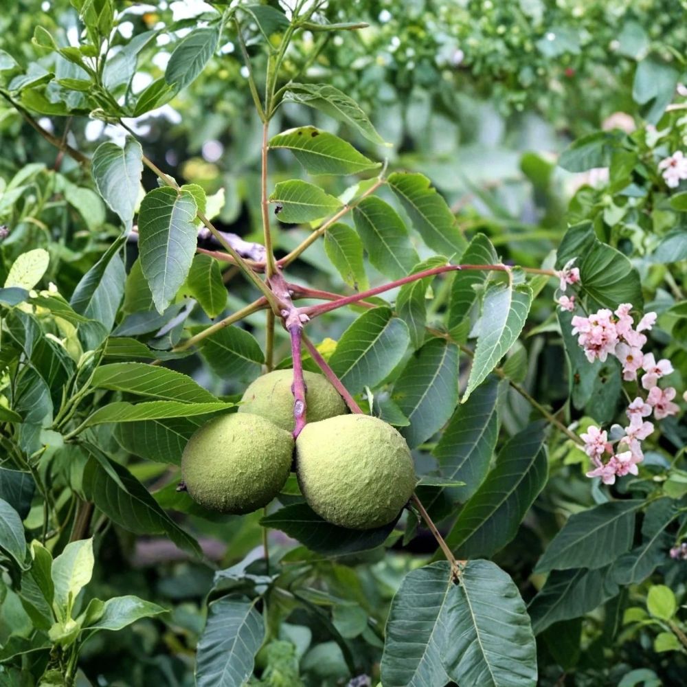 Mixed Hickory Tree Live Plant – 16+ Inch Starter Tree | Freshly Dug to Order | Shellbark, Butternut, Black or Pignut Hickory | Hardy Deciduous Nut Tree | Zones 5–9