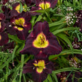 Hemerocallis 'Bela Lugosi' Daylily – 3 Bare Root Plants | Deep Purple Blooms | Grade #1 Roots | Hardy Perennial Flower | Easy to Grow Garden Favorite