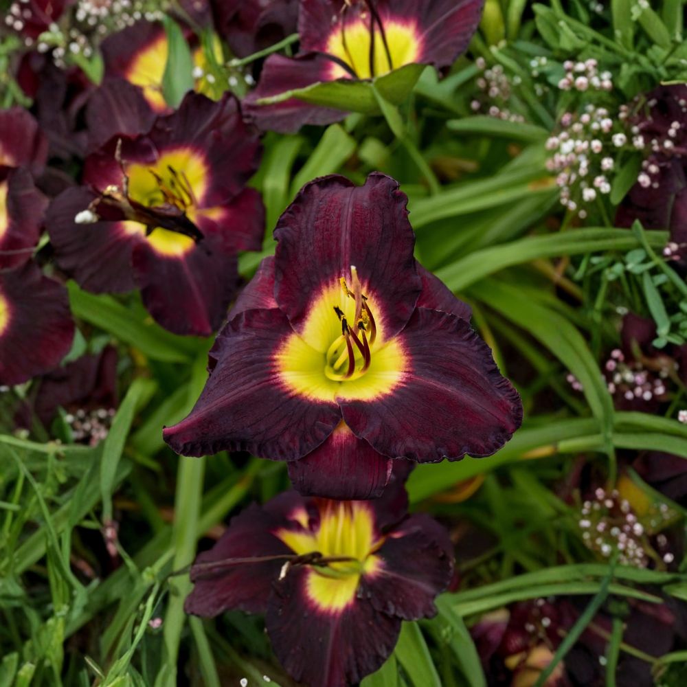 Hemerocallis 'Bela Lugosi' Daylily – 3 Bare Root Plants | Deep Purple Blooms | Grade #1 Roots | Hardy Perennial Flower | Easy to Grow Garden Favorite