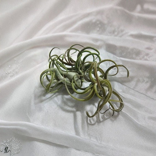 Caput Medusae Air Plants – Set of 5 | Tillandsia caput-medusae | Live Air Plant Collection | Exotic Low-Maintenance Decor | 1–3"