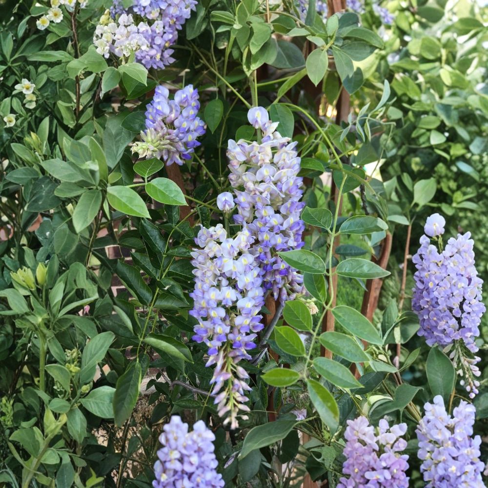 Blue Moon Wisteria – Live Plant | 6–14 Inches Tall | 4 Inch Nursery Pot | Fragrant Blue Flowering Vine | Fast-Growing Perennial