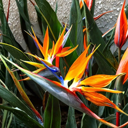 Bird of Paradise Live Plant – Strelitzia reginae Orange | 12–14 Inch Tall | Tropical Foliage Plant | Ships With Original Soil | Indoor & Outdoor