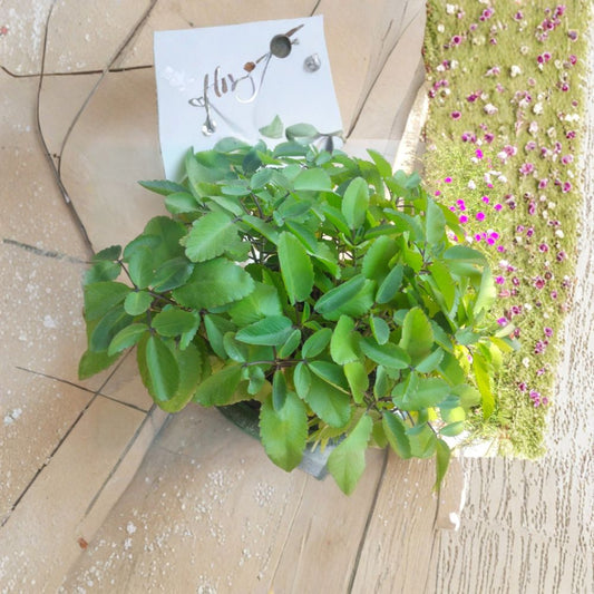 Miracle Leaf of Life Live Plants – 3 Pack | Kalanchoe pinnata | Live Starter Plants | Succulent Herb Garden Plant | Easy Growing