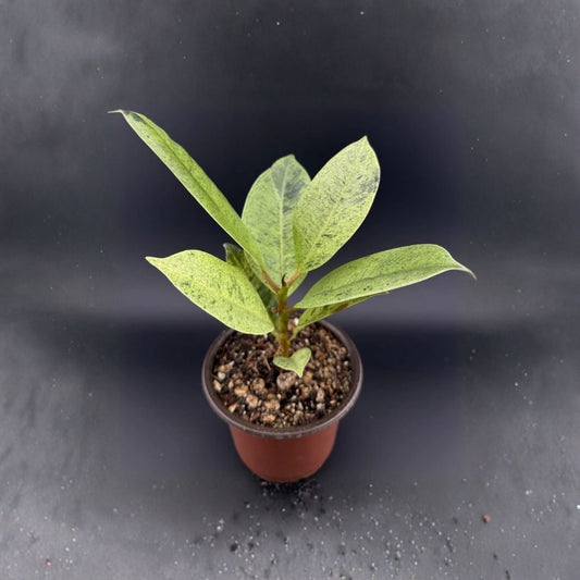 Ficus Shivereana ‘Moonshine’ – Rare Variegated Ficus Plant | Live Rooted Starter | Colorful Variegated Foliage | Tropical Houseplant | Bare Root