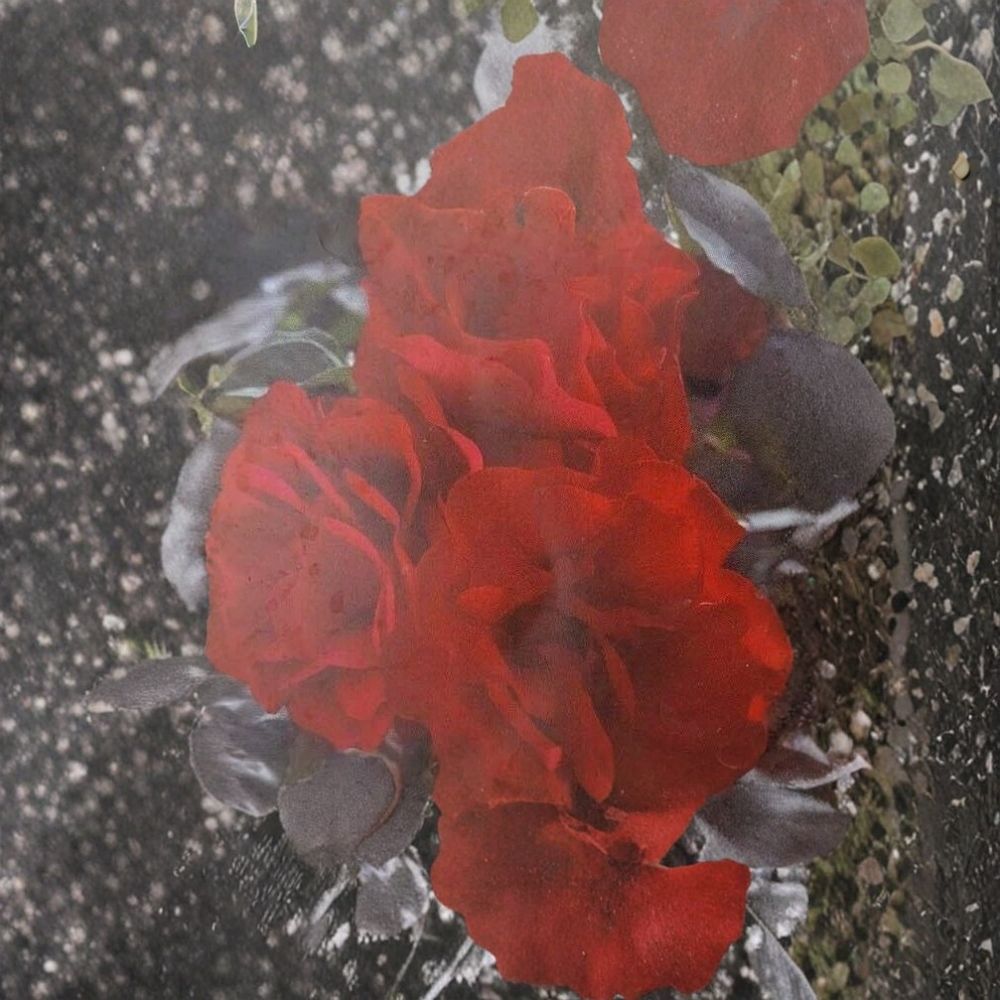 Europeana Floribunda Rose – Dark Crimson Red Live Bush Plant | 2 Gallon Size | Includes Root Ball Wrapping | Everblooming Flowering Shrub | Garden Favorite
