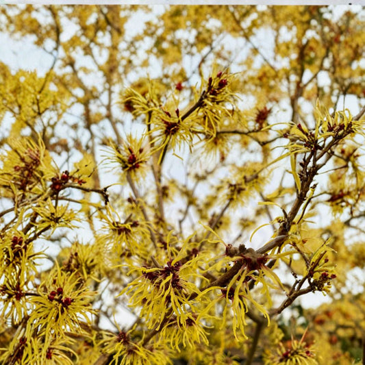 Hamamelis x intermedia 'Brandis' – Witch Hazel Live Plant | 12 Inches Tall | 1 Year Graft | Bright Yellow Winter Blooms | Hardy Ornamental Shrub