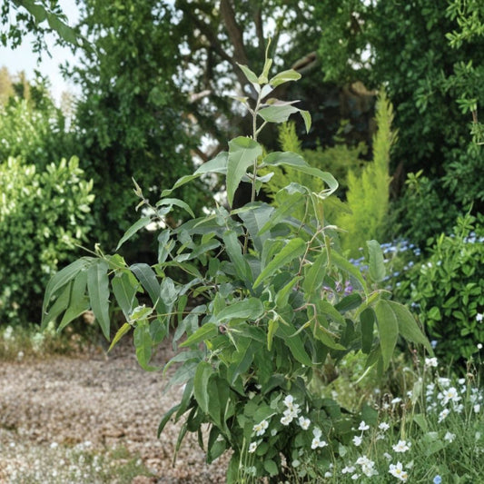 Lemon Eucalyptus Live Tree Plant – Corymbia citriodora | 4 Inch Pot | Fragrant Evergreen Tree | Aromatic Foliage | Outdoor Garden Plant