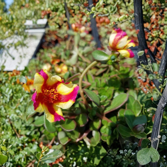 Watermelon Punch Purslane Live Cuttings – 5 Unrooted Portulaca Cuttings | Pink & Yellow Striped Flowers | Drought-Tolerant Ground Cover | No Pot