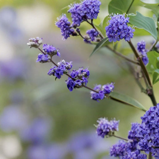 Vitex Chaste Tree – Vitex agnus-castus Live Plant | 6–12 Inches Tall | Bare Root | Lilac Chasteberry Flowering Shrub | Pollinator Friendly | Easy to Grow