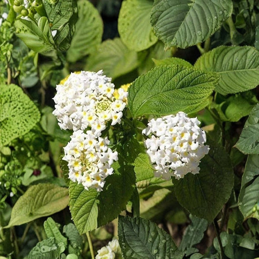 Lantana White Plant – Live White Flowering Lantana | 3–5 Inch Starter | Hardy Groundcover | Butterfly & Pollinator Plant | No Pot
