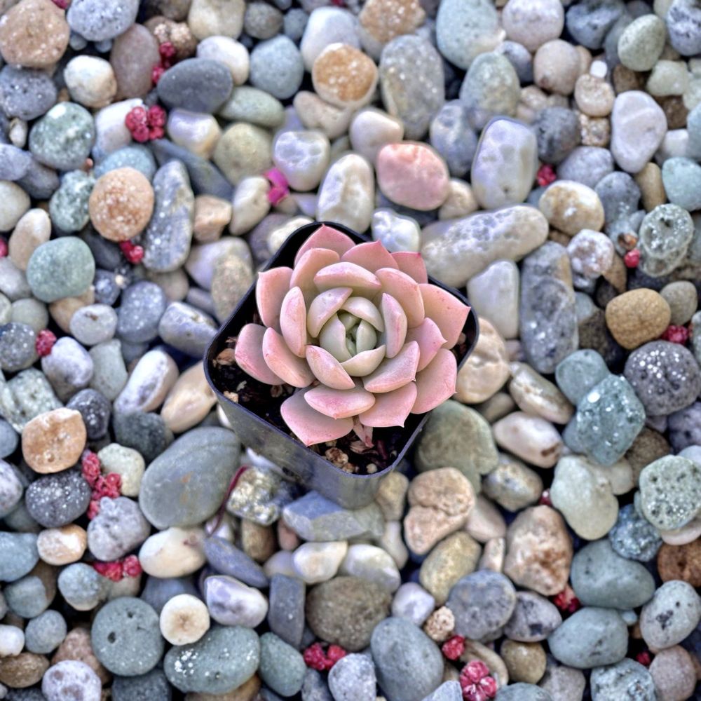 Echeveria ‘Amazing Grace’ Live Succulent Plant – Korean Succulent | Variegated Echeveria | Bare Root | Rare Succulent | Indoor Plant