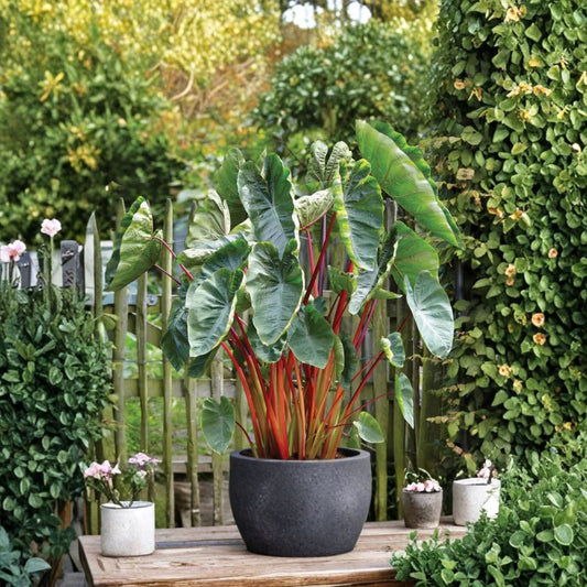 Hawaiian Punch Colocasia Live Plant – 5–9 Inch Starter | Colorful Elephant Ear | Deep Red Burgundy Stems | Tropical Foliage | No Pot