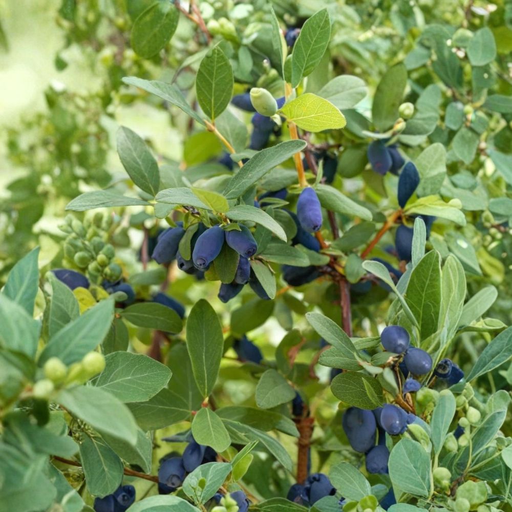 Aurora & Blizzard Honeyberry Live Plants – 2 Three-Year-Old Lonicera caerulea Shrubs | 20–24 Inch Bare Root Plants | Cold Hardy Haskap Berry | Zones 2–8