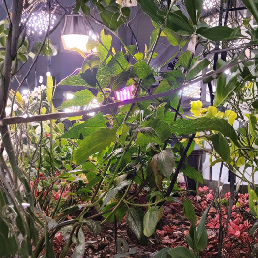Mexican Dream Plant Live – Calea zacatechichi | 4–12 Inch Rooted Plant | Organic-Grown Dream Herb | Aquaponic Grown | Tropical Perennial Foliage Plant