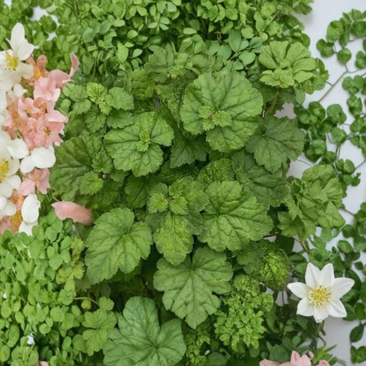 Piggyback Plant Live Plant – 3 Inch Pot | Tolmiea menziesii | Unique Houseplant | Easy Propagating Indoor Plant | Shade Loving