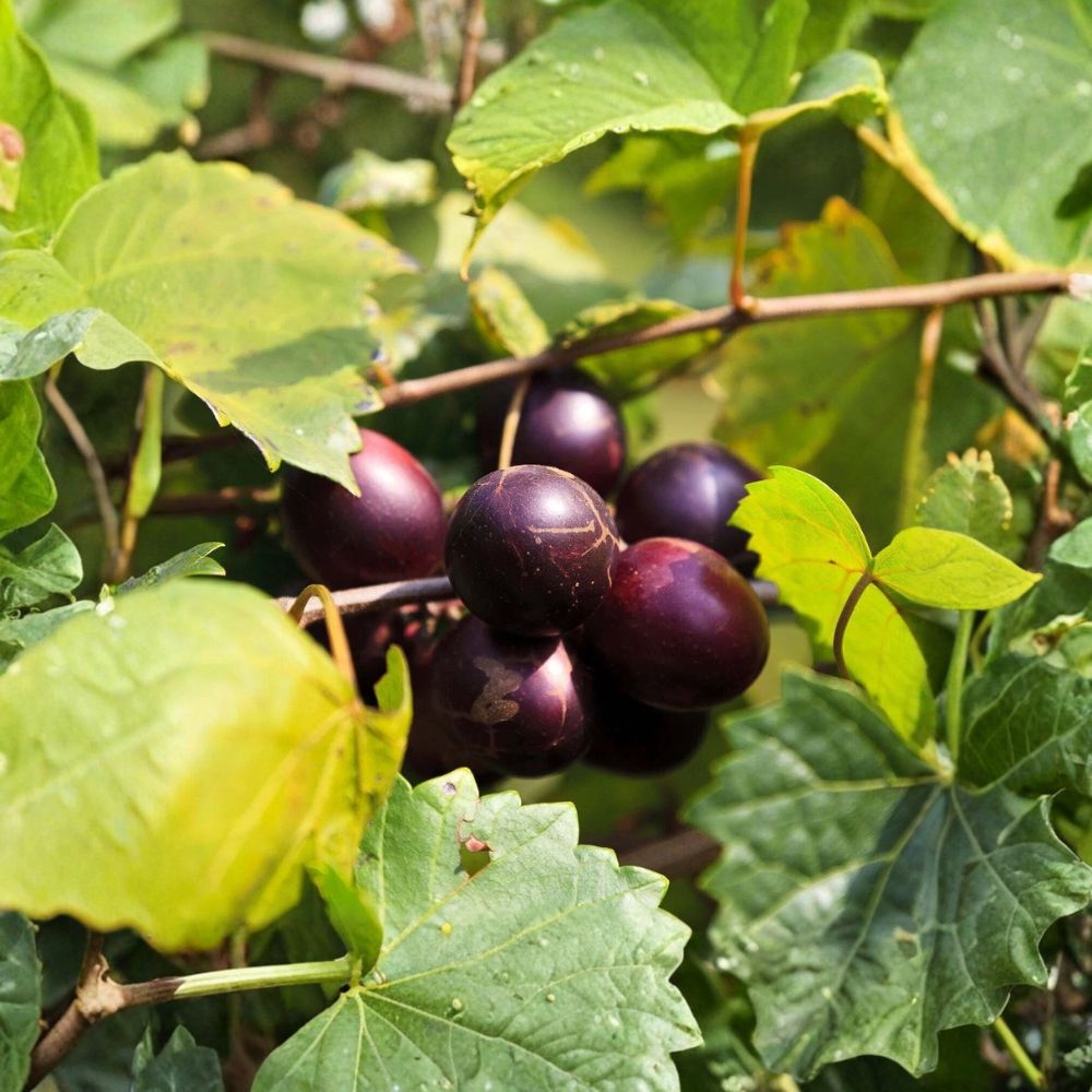 'Delicious' Muscadine Grape Vine – Vitis rotundifolia Live Plant | 3–8 Inches Tall | 3 Inch Nursery Pot | Fruit Vine | Easy to Grow