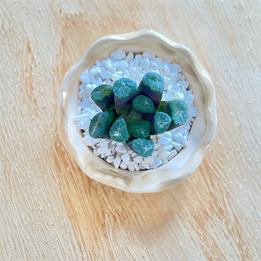 Haworthia maughanii Live Succulent Plant – Bare Root | Easy Care Indoor Plant | Rare Window Succulent | Well Established Plant
