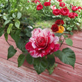 Scentimental Floribunda Rose – 3 Gallon Live Bush Plant | Large Double Blooms | Includes Root Ball Wrapping | Striped Fragrant Rose | Easy to Grow