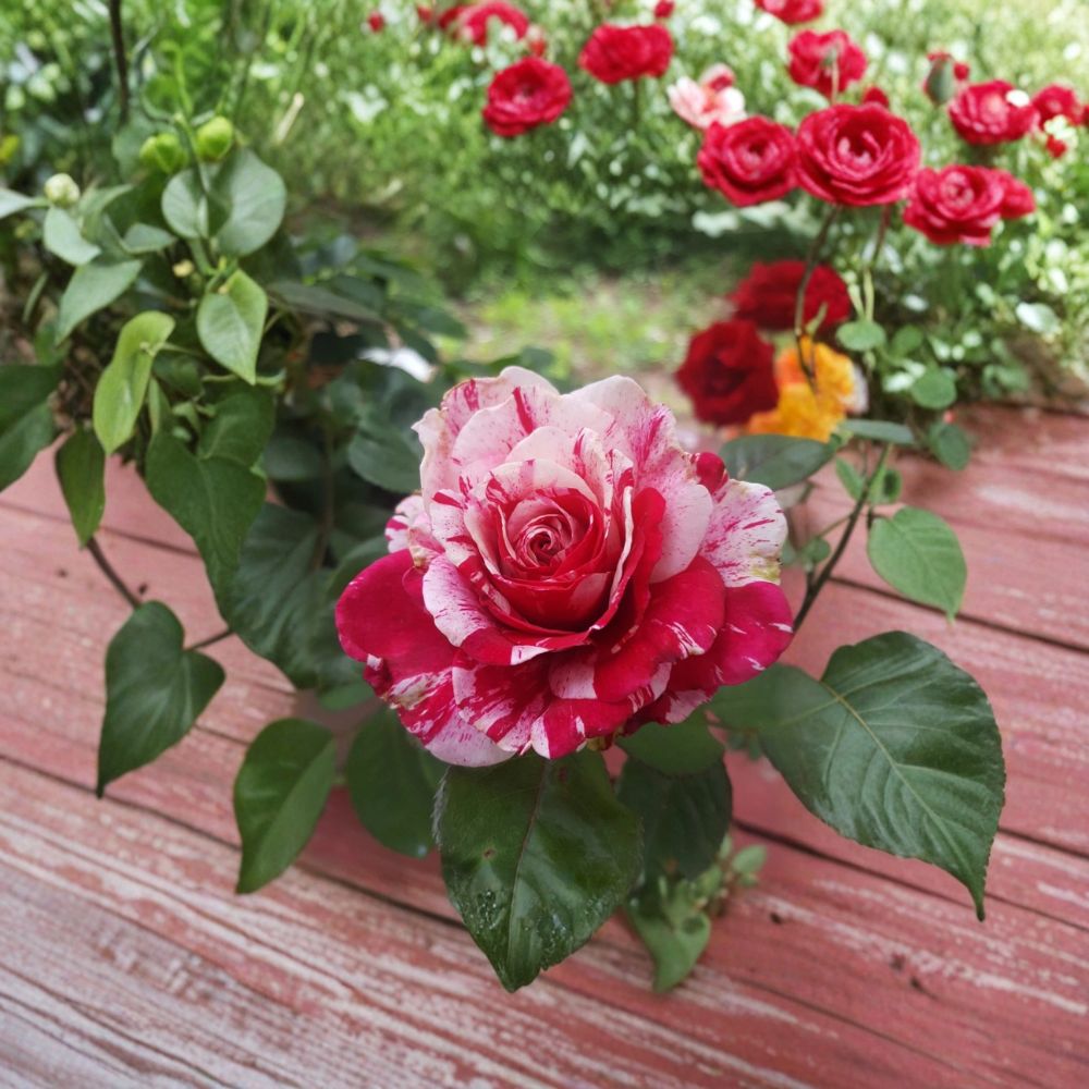 Scentimental Floribunda Rose – 3 Gallon Live Bush Plant | Large Double Blooms | Includes Root Ball Wrapping | Striped Fragrant Rose | Easy to Grow