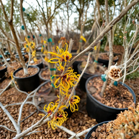 Hamamelis x intermedia 'Basma' – Witch Hazel Live Plant | 12 Inches Tall | 1 Year Graft | Yellow-Orange Winter Blooms | Hardy Ornamental Shrub
