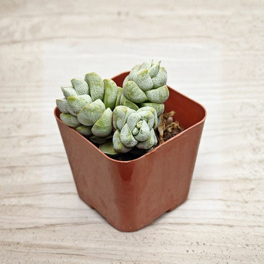 Crassula deceptor Live Succulent Plant – 2 Inch Pot | Silver Gray Foliage | Compact Vertical Growing Succulent | Indoor & Outdoor Plant