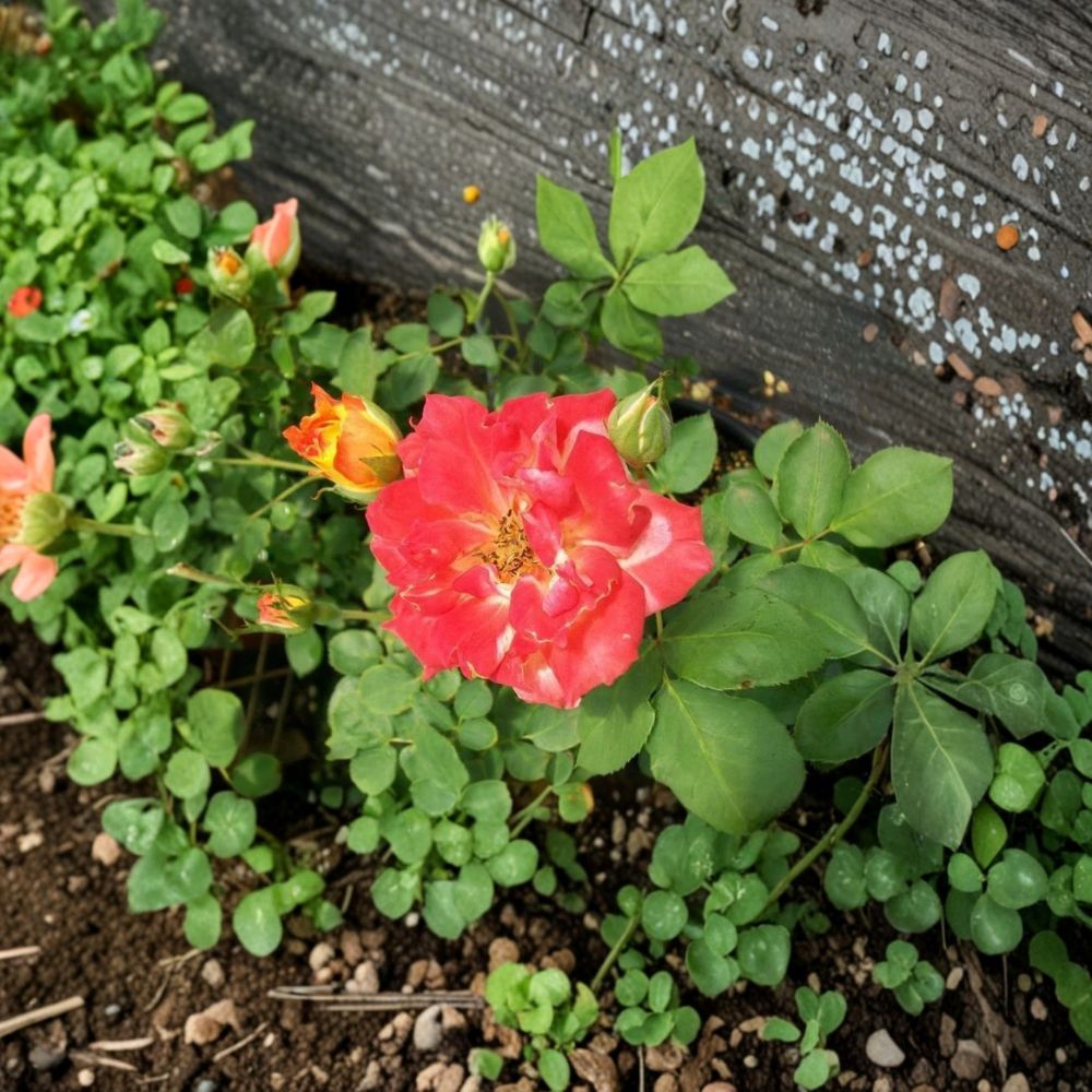 Pinata Rose – Rosa Live Plant | 2 Gallon Size | Includes Healthy Root System | Garden & Landscape Friendly | Yellow Orange Blooms