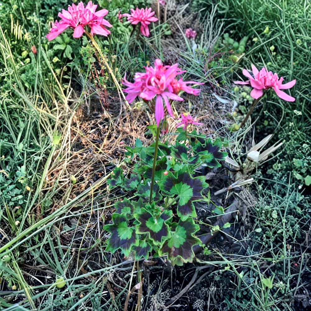 Rare Pink Spiky Pelargonium Geranium Live Cutting | 6 Inches Long | Salmon Pink Flowering Plant | Easy to Root | Garden & Container Friendly