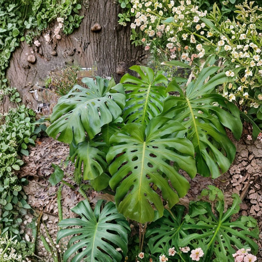 Monstera Deliciosa Live Plant – 2–4 Inch Starter | Swiss Cheese Plant | Tropical Indoor Houseplant | Young Monstera | No Pot