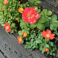 Pinata Rose – Yellow Orange Live Bush Plant | 3 Gallon Size | Includes Root Ball Wrapping | Colorful Climbing Rose | Easy to Grow