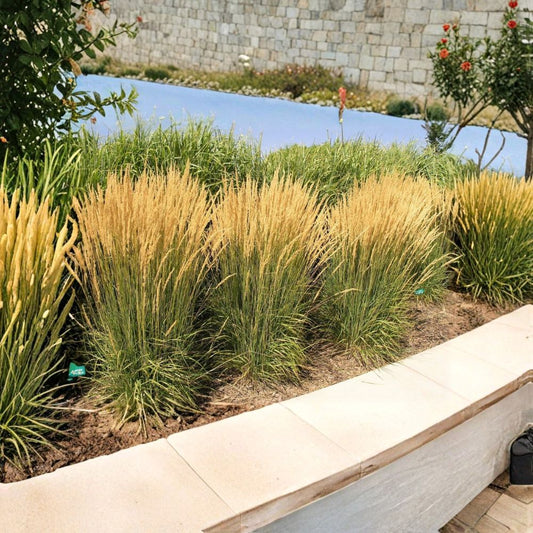 Feather Reed Grass ‘Karl Foerster’ Live Plant – Calamagrostis | 6–12" Rooted Starter | Ornamental Perennial Grass | Zones 4–8
