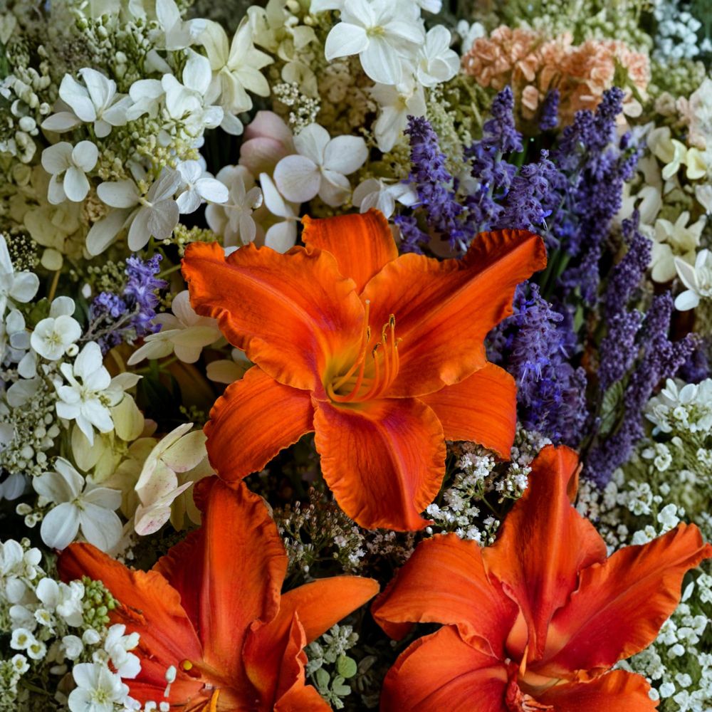 Hemerocallis 'Alabama Jubilee' Daylily – 3 Bare Root Plants | Award-Winning Perennial | Fiery Red Orange Blooms | Grade #1 Roots | Hardy Garden Flower