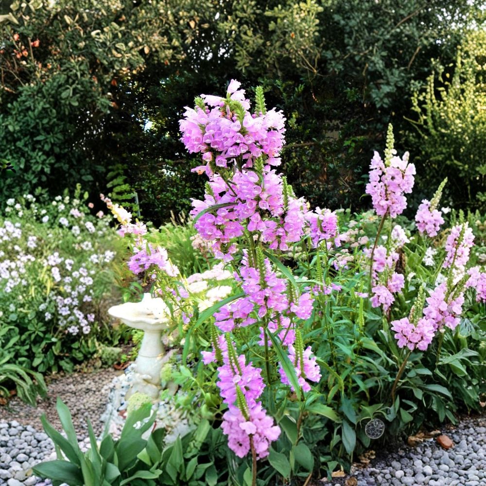 Obedient Plant Live Plants – 10 Physostegia virginiana | False Dragonhead | 6–8 Inch Bareroot Perennials | Cold Hardy Bog & Water Garden Plant | Zones 3–9