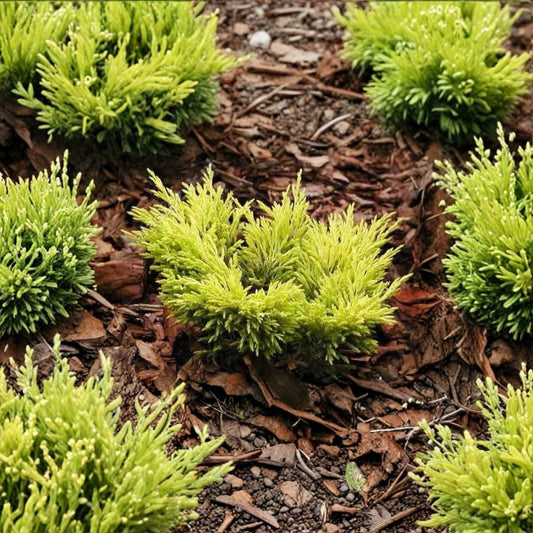 Lime Glow Spreading Juniper – Live Starter Plant | Potless Plug | Evergreen Ground Cover | Bright Golden Foliage | Easy to Grow