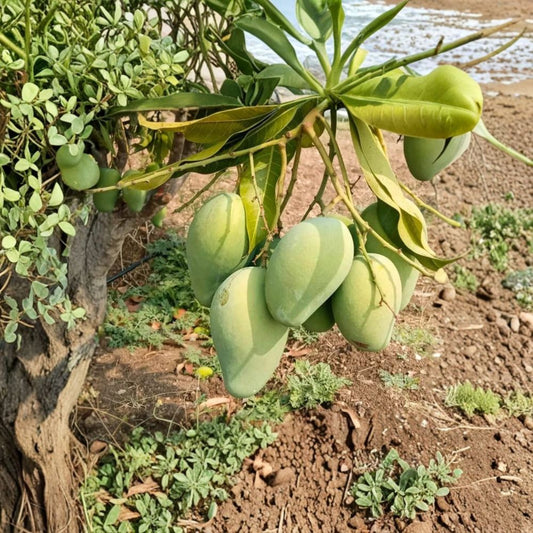 Mallika Mango Tree – Live Grafted Mango Plant | 3 Gallon Pot | 2 Foot Tall Fruit Tree | Sweet Fiberless Mango | Tropical Container Tree
