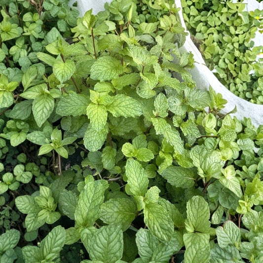 Sweet Apple Mint Live Plants – Mentha suaveolens | Set of 4 | 8–10 Inch Herb Plants | Fragrant Broadleaf Mint | Culinary Herb | Ships Without Pot