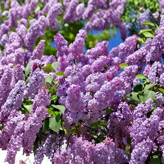 Common Lilac Live Plant – Syringa vulgaris | 6–12 Inches Tall | 4 Inch Nursery Pot | Fragrant Spring Flowering Shrub | Hardy Zones 3–7