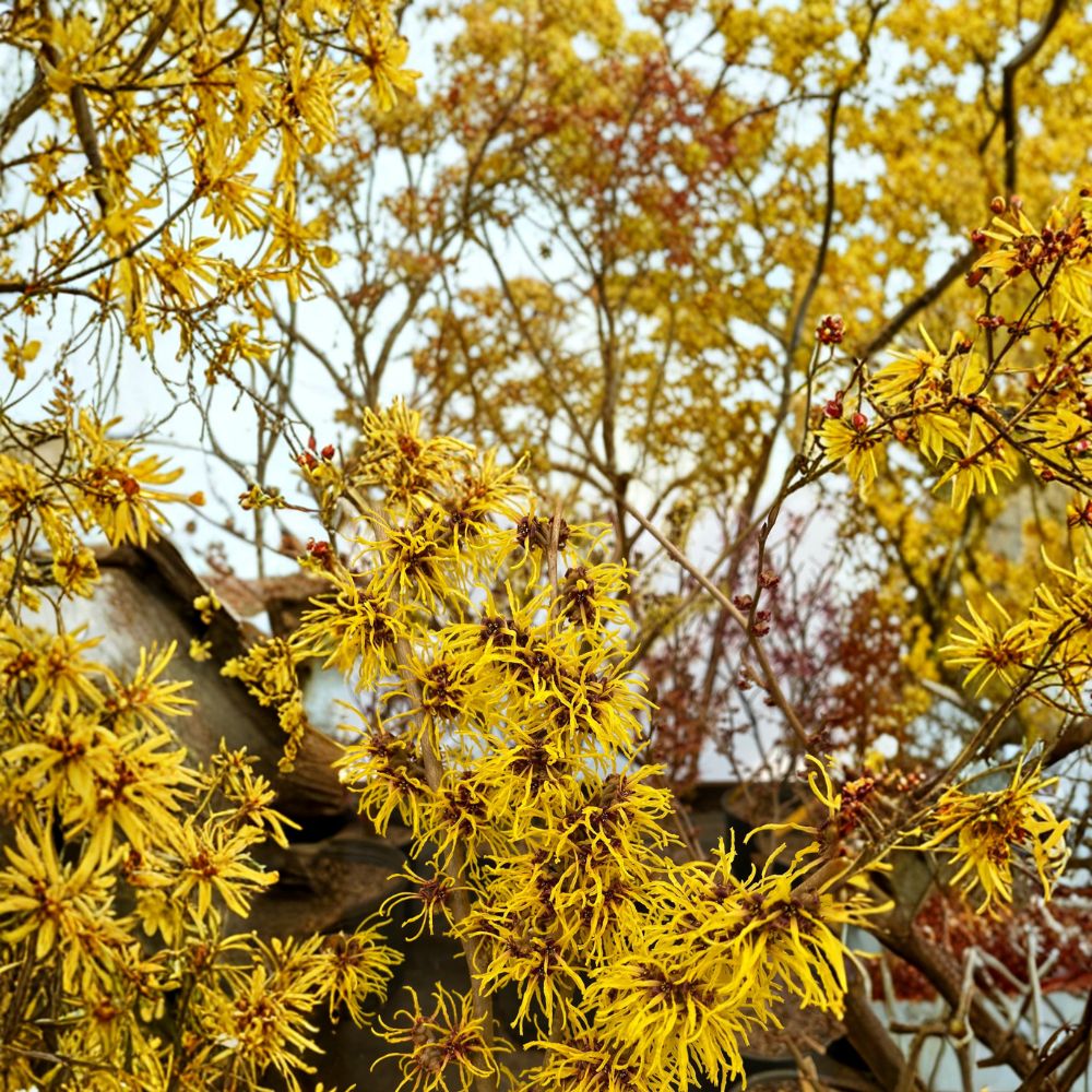 Hamamelis x intermedia 'Ripe Corn' – Witch Hazel Live Plant | 12 Inches Tall | 1 Year Graft | Golden Winter Blooms | Hardy Ornamental Shrub