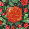 Charisma Rose – Rosa Floribunda Live Plant | 2 Gallon Size | Includes Healthy Root System | Everblooming Garden Rose | Red Orange Yellow Blooms