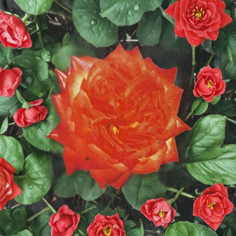 Charisma Rose – Rosa Floribunda Live Plant | 2 Gallon Size | Includes Healthy Root System | Everblooming Garden Rose | Red Orange Yellow Blooms