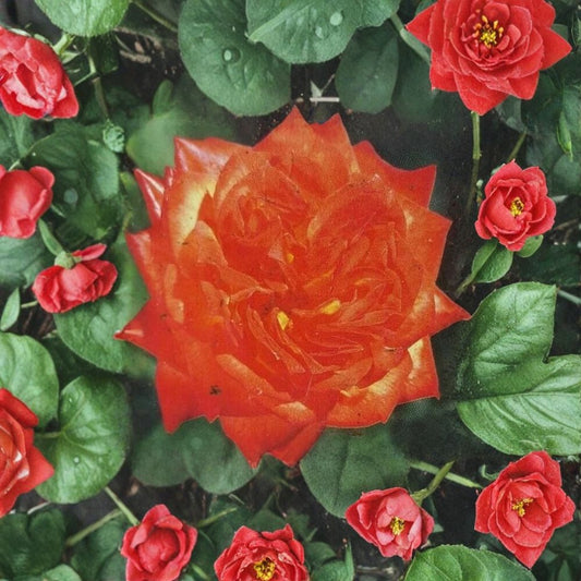 Charisma Rose – Rosa Floribunda Live Plant | 2 Gallon Size | Includes Healthy Root System | Everblooming Garden Rose | Red Orange Yellow Blooms