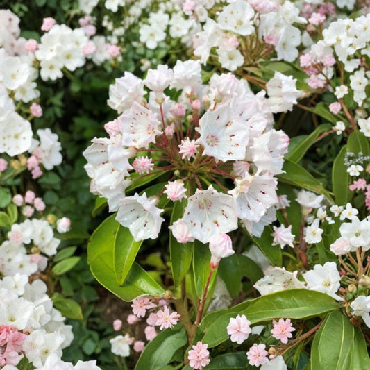 White Mountain Laurel Live Plant – Bare Root | 2+ Feet Tall | White Flowering Laurel | Hardy Natural Garden Shrub