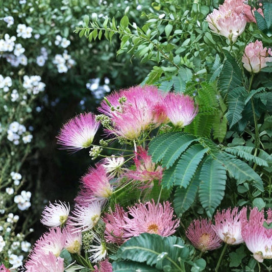 Silk Mimosa Tree – Albizia julibrissin Live Seedlings | 6 Inches Tall | Set of 2 Bare Root Plants | Fragrant Pink Flowering Tree | Easy to Grow
