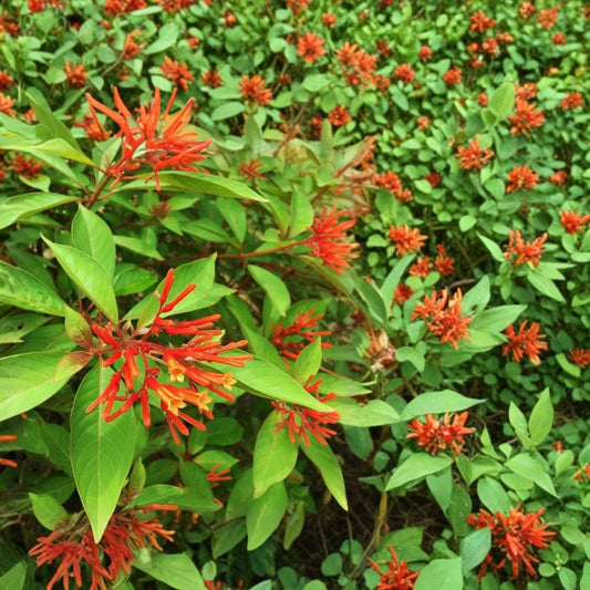4 Live Mexican Firebush Plants – Hamelia patens | 4–6" Rooted Starters | Hummingbird & Butterfly Plant | No Pot