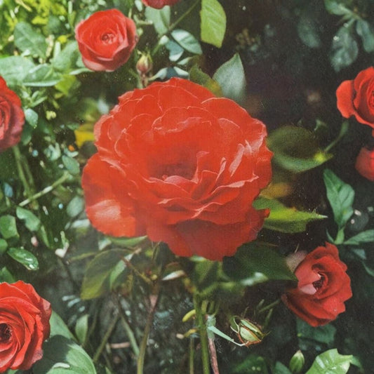 Impatient Floribunda Rose – Orange Red Live Bush Plant | 5 Gallon Size | Includes Root Ball Wrapping | Vibrant Blooming Shrub | Garden & Landscape Favorite