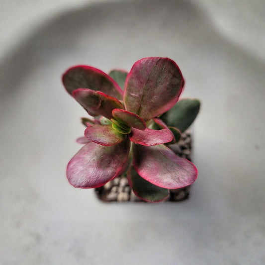 Crassula Platyphylla Variegata ‘Pink Jade’ Live Succulent – 3 Inch Pot | Rooted Variegated Jade Plant | Easy-Care Indoor & Patio Succulent