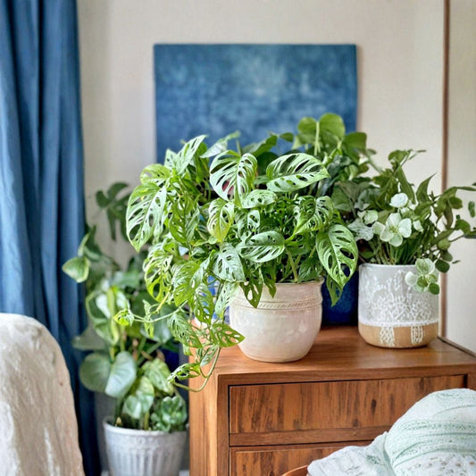 Monstera Adansonii Swiss Cheese Plant – Monstera adansonii | 3 Inch Pot | Live Tropical Houseplant | Easy Care Trailing Aroid | Indoor Plant & Gift