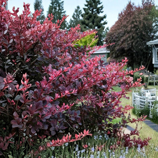 Rose Glow Barberry Live Plant – Berberis thunbergii | 3 Inch Pot | Pink Variegated Foliage Shrub | Ornamental Garden Plant | USDA Zones 4–8