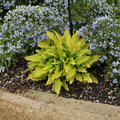 Hosta 'Time in a Bottle' – Bare Root Starter Plant | Yellow Chartreuse Foliage | Shade Garden Perennial | Purple Flowers | Hardy Hosta