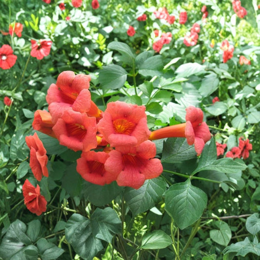 Flame Red Trumpet Vine Live Plant – 1+ Foot Tall | Ships Bare Root | Natural Climbing Vine | Hummingbird Friendly | Easy to Grow